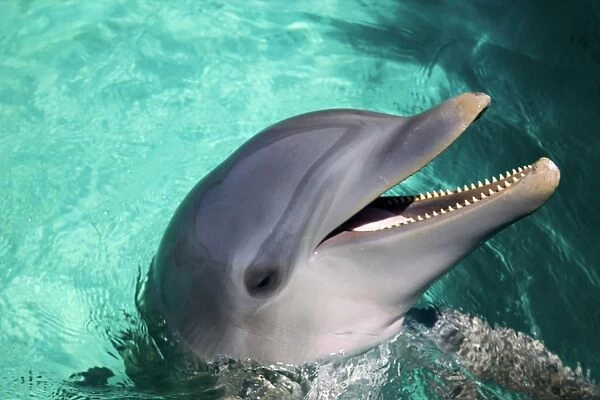 Captive dolphin in pool with head above water and mouth open