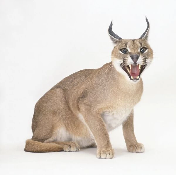 Caracal (Caracal Caraca) hissing with mouth open