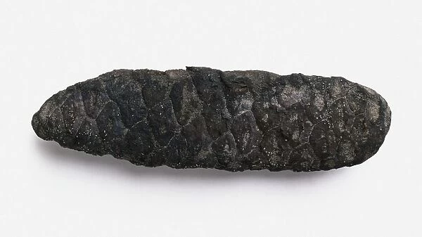 Carbonized Picea (Spruce) pinecone