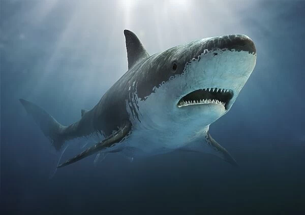 Carcharodon (a prehistoric shark) underwater