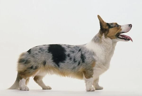 Cardigan Welsh Corgi with blue merle coat, standing, side view