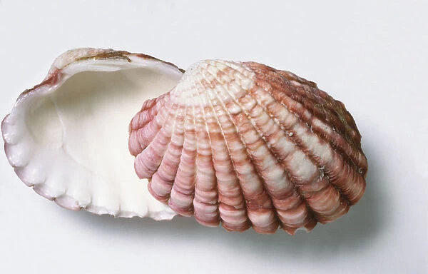 Cardita shell (Megacardita incrassata), open