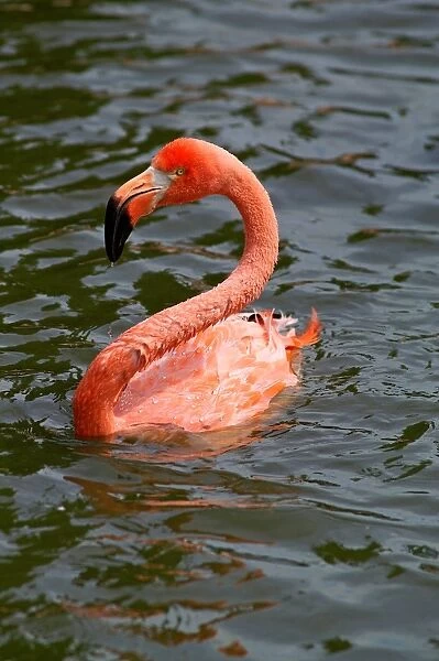 Caribbean Flamingo. Phoenicopterus Ruber. Zoo of Prague