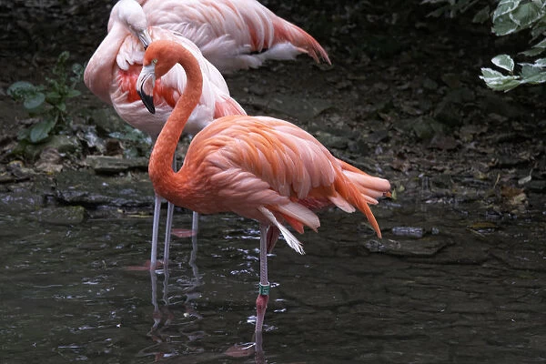 Caribbean flamingoes (Phoenicopterus ruber) standing in water