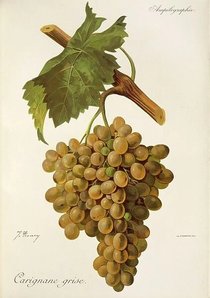 Carignane Grise grape, illustration by J. Troncy