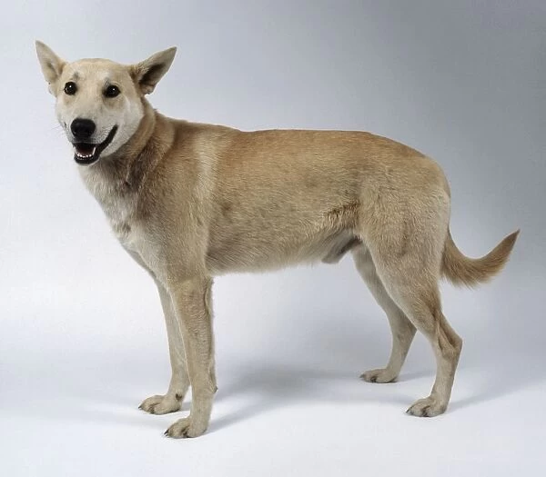 Carolina Dog or American Dingo, standing, side view