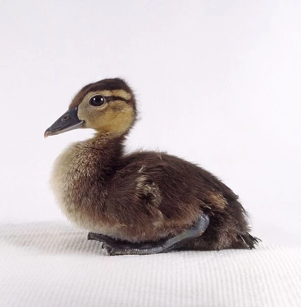 Carolina duck (Aix sponsa), seated duckling