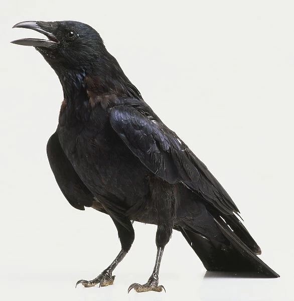 Carrion Crow, Corvus corone, black crow, side view