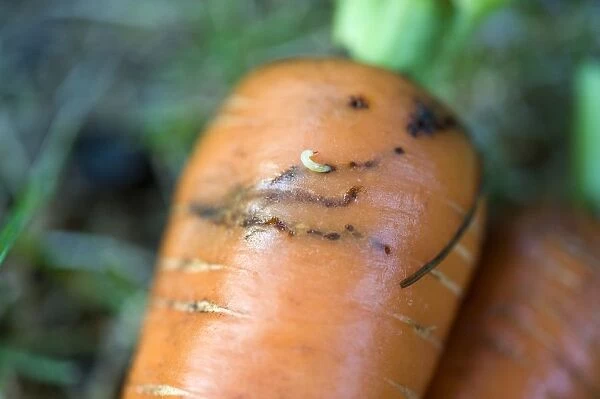 Carrot infested with carrot fly, close-up