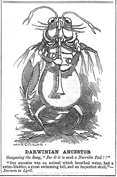 Cartoon on Darwinism. From Punch, London, 10 December 1887