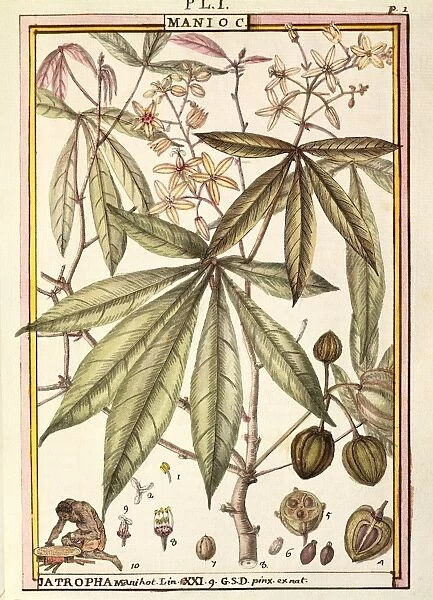 Cassava (Jatropha manihot), by Delahaye, watercolor, 1789