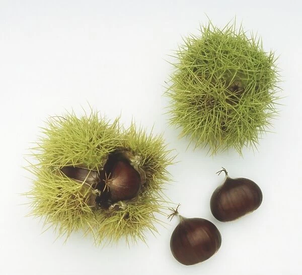 Castanea sativa, Sweet Chestnuts, with and without spiny cupules