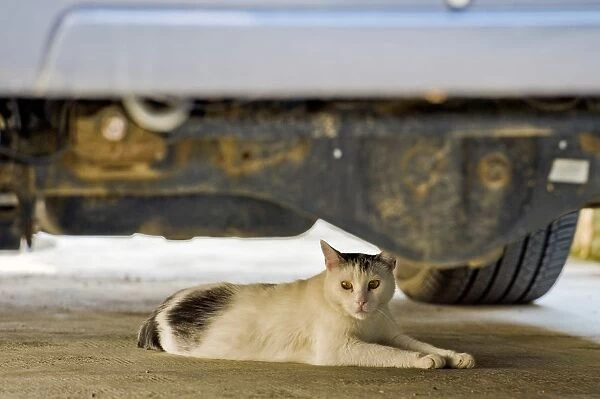Cat Under The Car