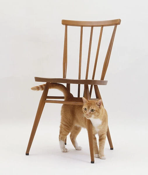 A cat under a chair