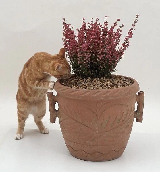 A cat digging in a plant pot is put off by gravel