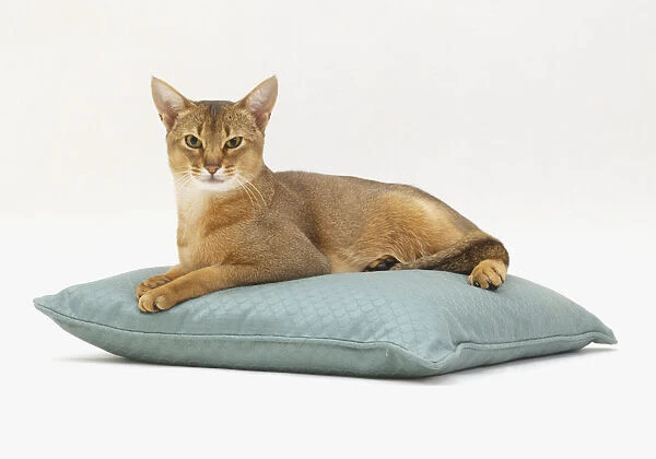 A cat sits on a blue cushion