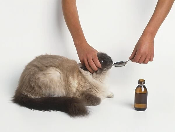 A cat being spoonfed liquid medicine