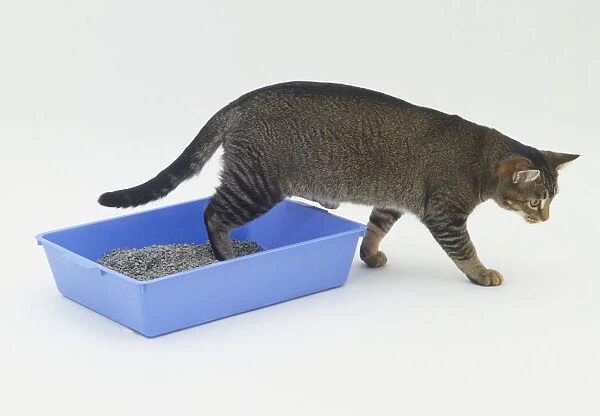 Cat stepping out of a litter tray
