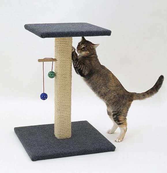 A cat using a scratching post