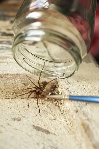 Catching a House spider (Tegenaria sp. ), using tip of paintbrush to persuade it out of corner and holding glass jar above it, close-up