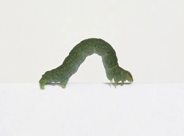 A caterpillar arching its body