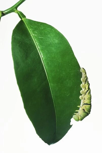 Caterpillar, common mormon (Papilio polytes), chewing edge of leaf