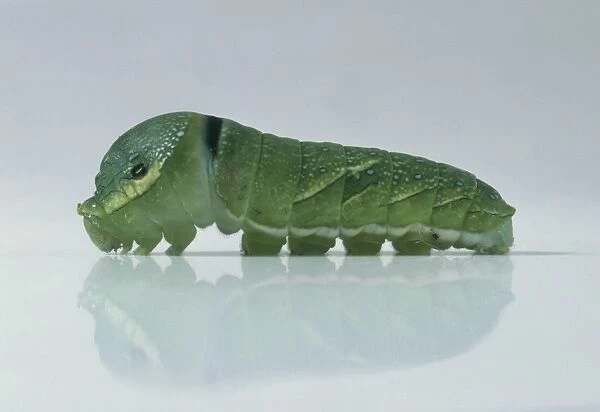 Caterpillar of Crow swallowtail (Papilio bianor), close-up, side view
