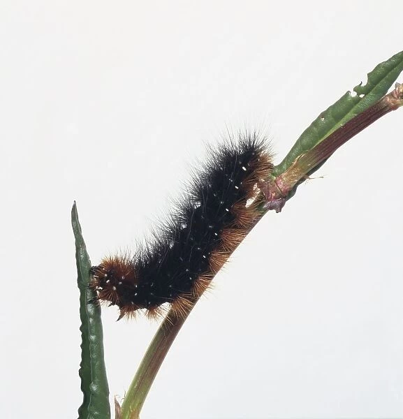 Caterpillar on stem feeding on leaf