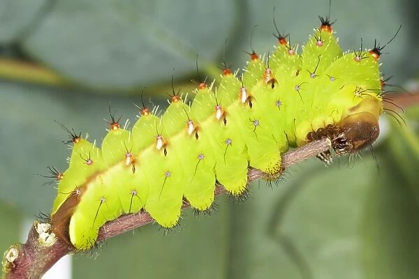 Caterpillar from Tussah silk moth (Antheraea sp. ) on branch, side view