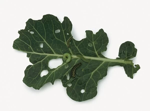Caterpillars on cabbage leaf