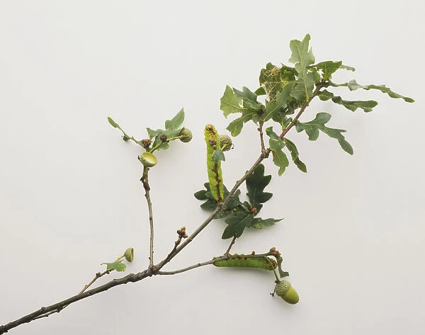 Caterpillars of Oak Silkmoth (Antheraea) on feeding on twigs, stripping away green leaves