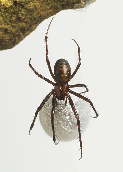 Cave Spider (meta menardi)