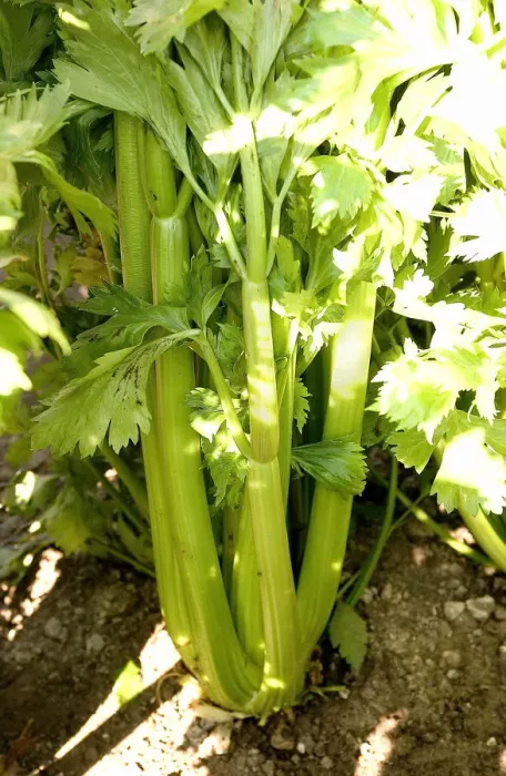 Framed Print : Celery Framed Print : Celery