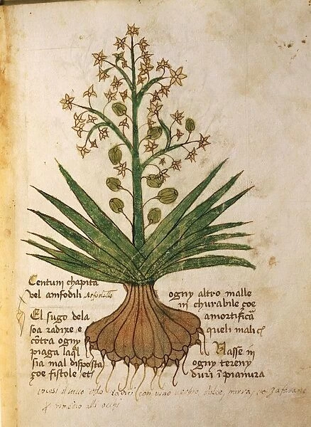 Centum chapita or asfodello (Centum chapita amfodili), illustration