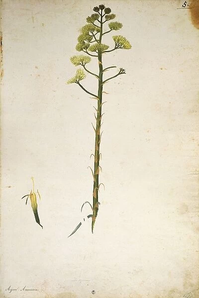 Century plant flower (Agave americana), illustration by Jacopo Ligozzi