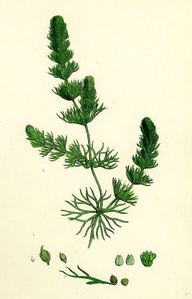 Ceratophyllum submersum, Unarmed Hornwort