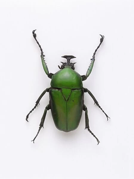 Chafer beetle (Neptunides polychromus)
