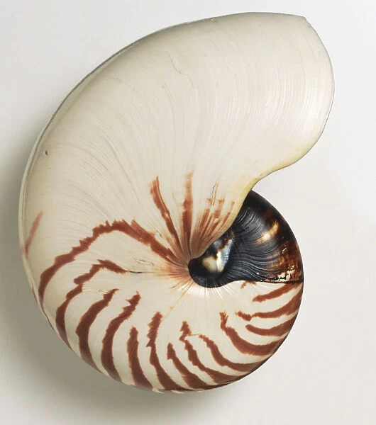 Chambered Nautilus Shell
