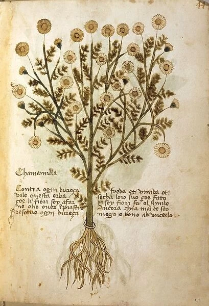 Chamomile (Matricaria Chamomilla), illustration