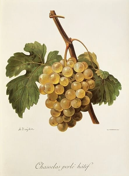 Chasselas Perle Hatif grape, illustration by A. Kreyder