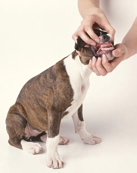 Checking a boxer dogs gums, close-up