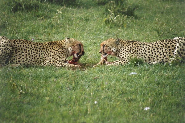 Two Cheetahs Acinonyx jubatus, crouching on grass, tearing apart prey and eating flesh, distinctive spotted coats, bloody faces, side view