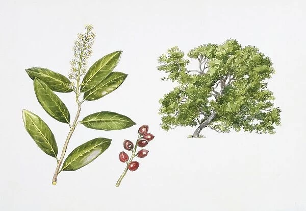 Cherry laurel (Prunus laurocerasus) plant with flower, leaf and drupe, illustration