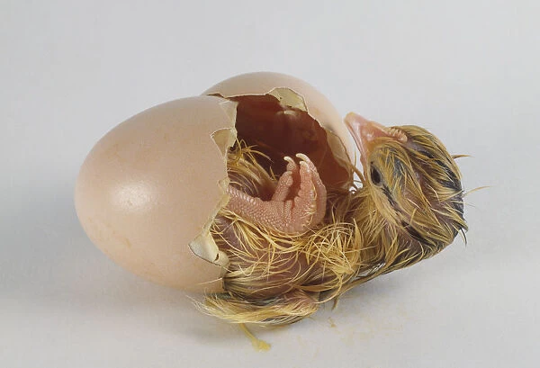 Chick (Gallus gallus) hatching from egg, side view