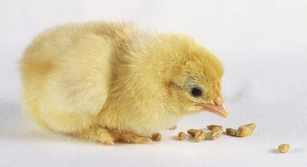 Chick (Gallus gallus) sat next to some seeds, side view