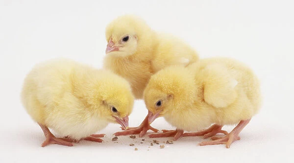 Three Chicks (Gallus gallus) pecking