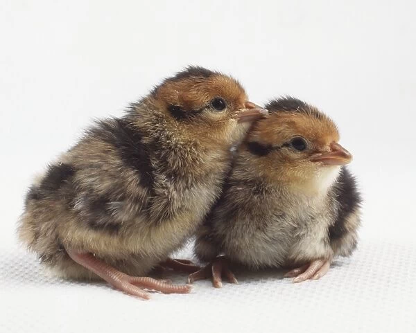 Two chicks (Gallus gallus) perching side by side