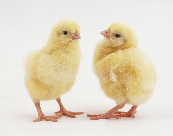 Two chicks (Gallus gallus) standing side by side facing each other