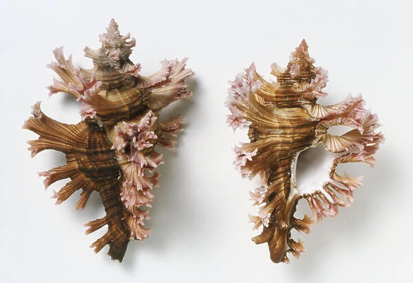 Chicoreus palmarosae, Rose Branch Murex Shell, course petal-like protrusions, with dark brown striped body, pink tips and white interior