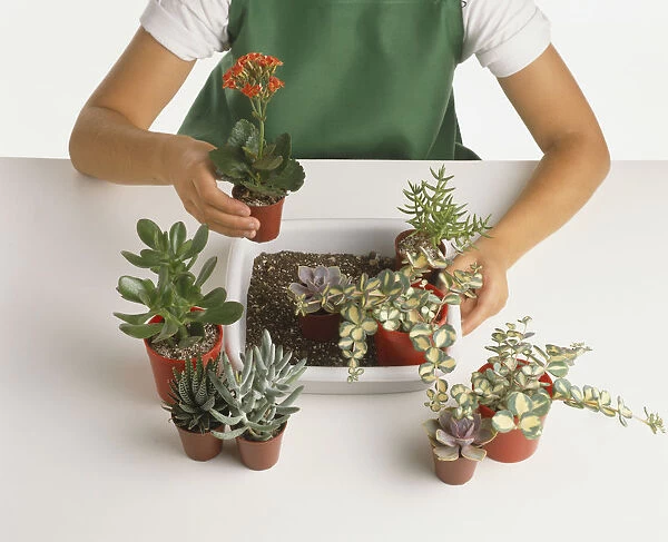 Child arranging small potted plants in white plant container, holding smal flower pots, positioning over compost
